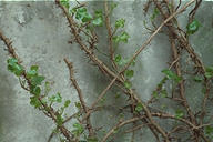 elderly ivy on rotting plaster