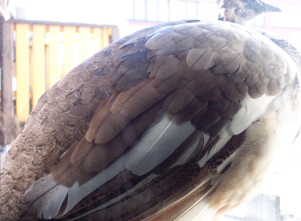 peahen standing outside the window; photo