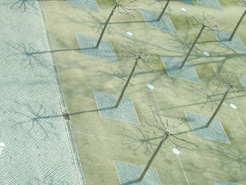 Kahle, stöckelige Kopfplatanen als synchron laufende Sonnenuhren auf dem Hochhaus-Vorplatz; Foto