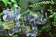 blue hydrangea (hortensia)