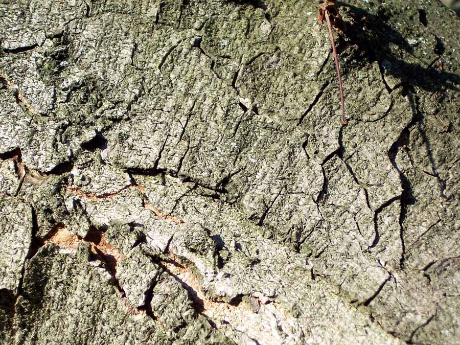bark of horse chestnut tree (Aesculus hippocastanum); photo