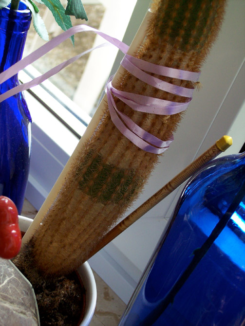 cactus with ribbons on a window-sill; photo