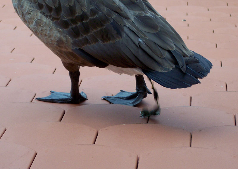 Goose dropping goose droppings on a tiled roof; photo