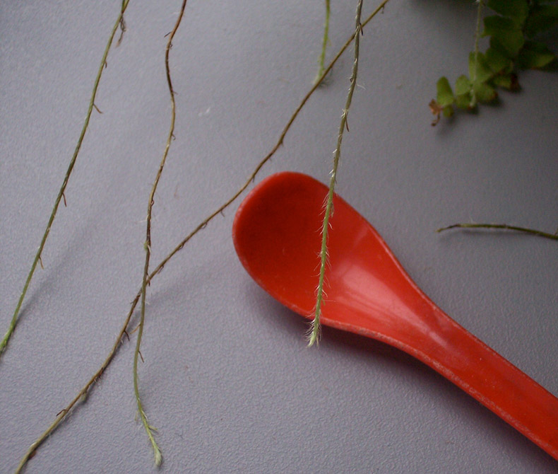 Fern on window-sill with red plastic spoon; photo