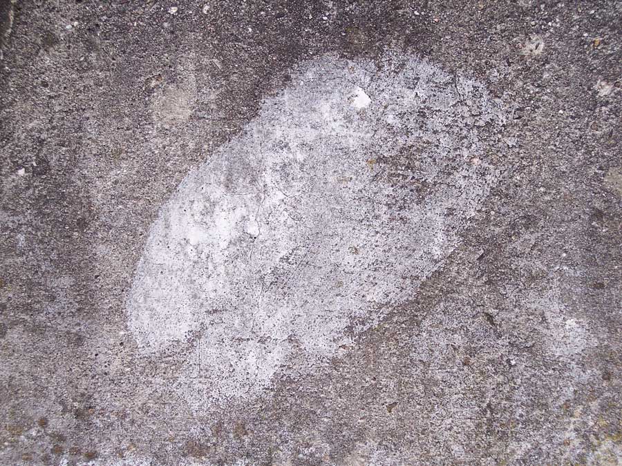 white mole on weathered cement wall; photo